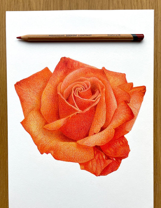 READY TO VIEW! Rose Drawing Video