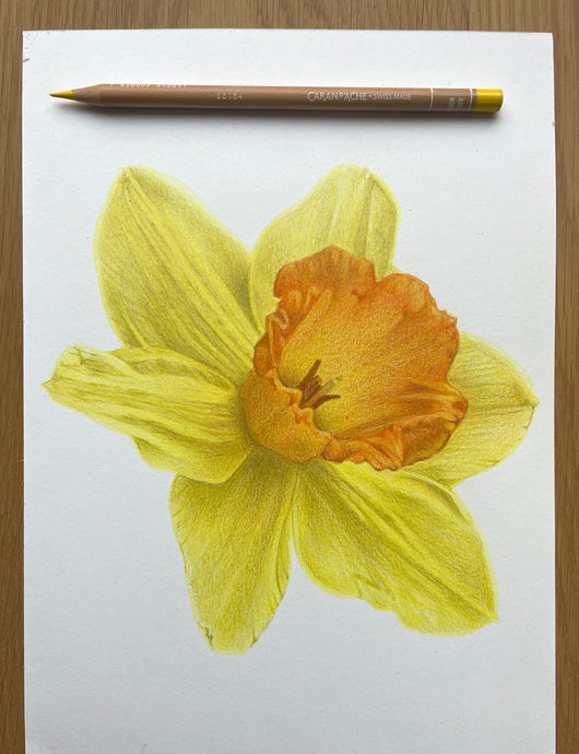 READY TO VIEW! Daffodil Drawing Video