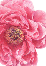 Load image into Gallery viewer, Peony