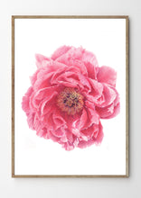 Load image into Gallery viewer, Peony