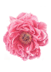 Peony