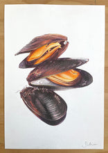 Load image into Gallery viewer, Mussels - Original Hand Drawing