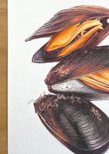 Load image into Gallery viewer, Mussels - Original Hand Drawing