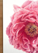 Load image into Gallery viewer, Peony - Original Hand Drawing