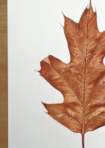 Autumn Leaf - Original Hand Drawing